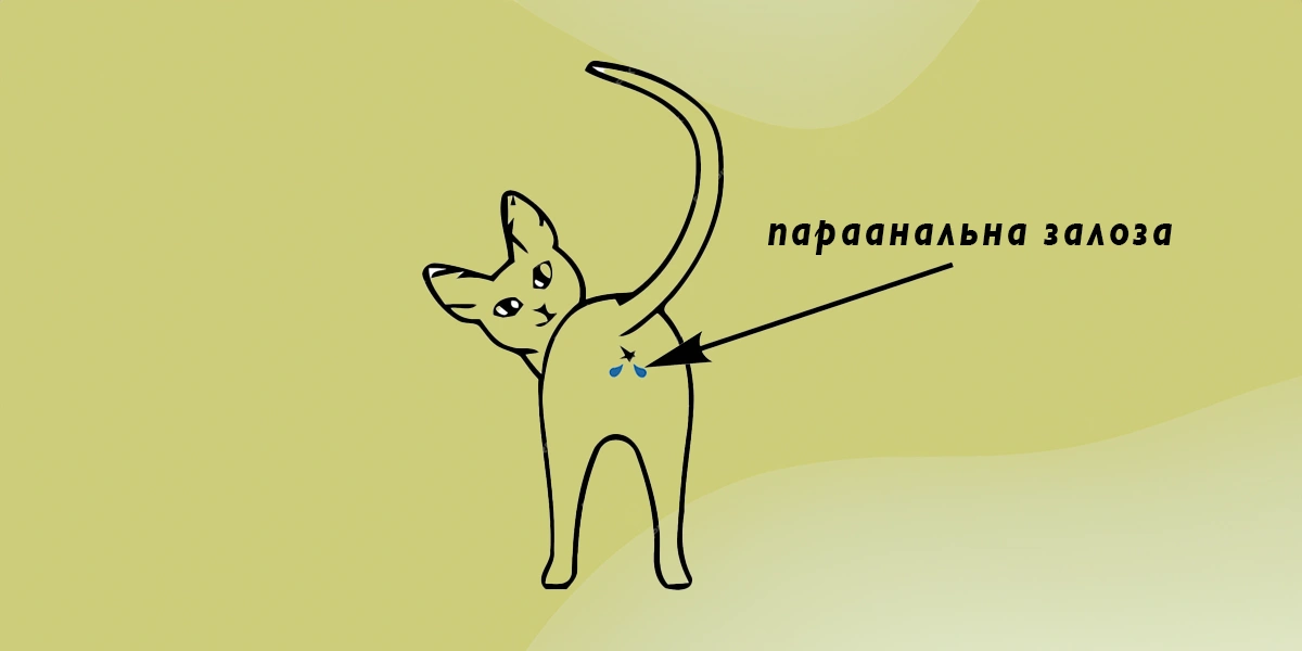 Кіт стоїть з піднятим хвостом і стрілкою вказано на розташування параанальних залоз у кота