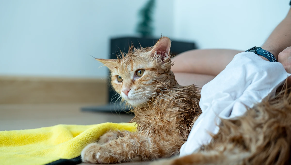 Власниця витирає рудого кота після купання