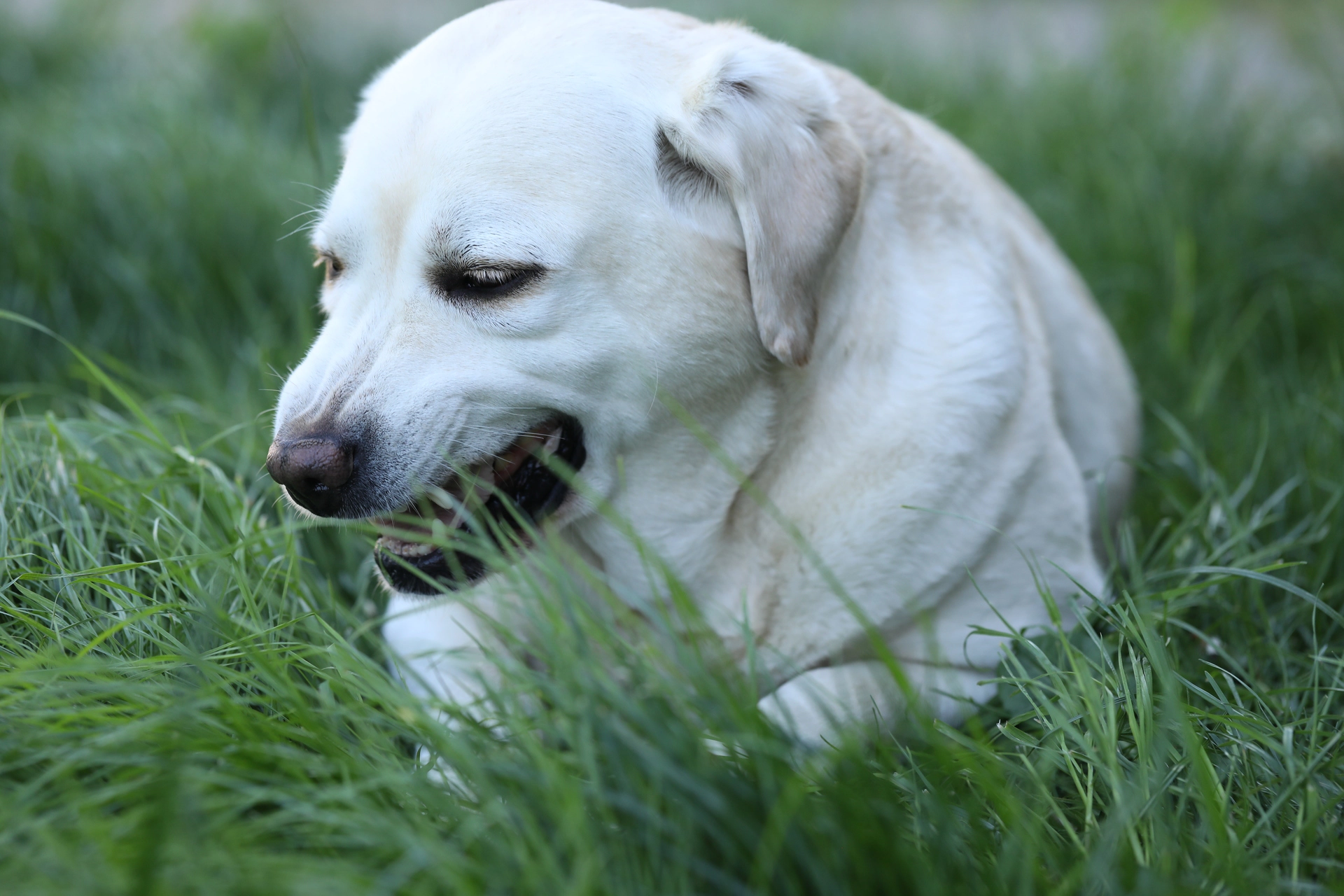 Білий лабрадор лежить в траві з відкритим ротом і кашляє