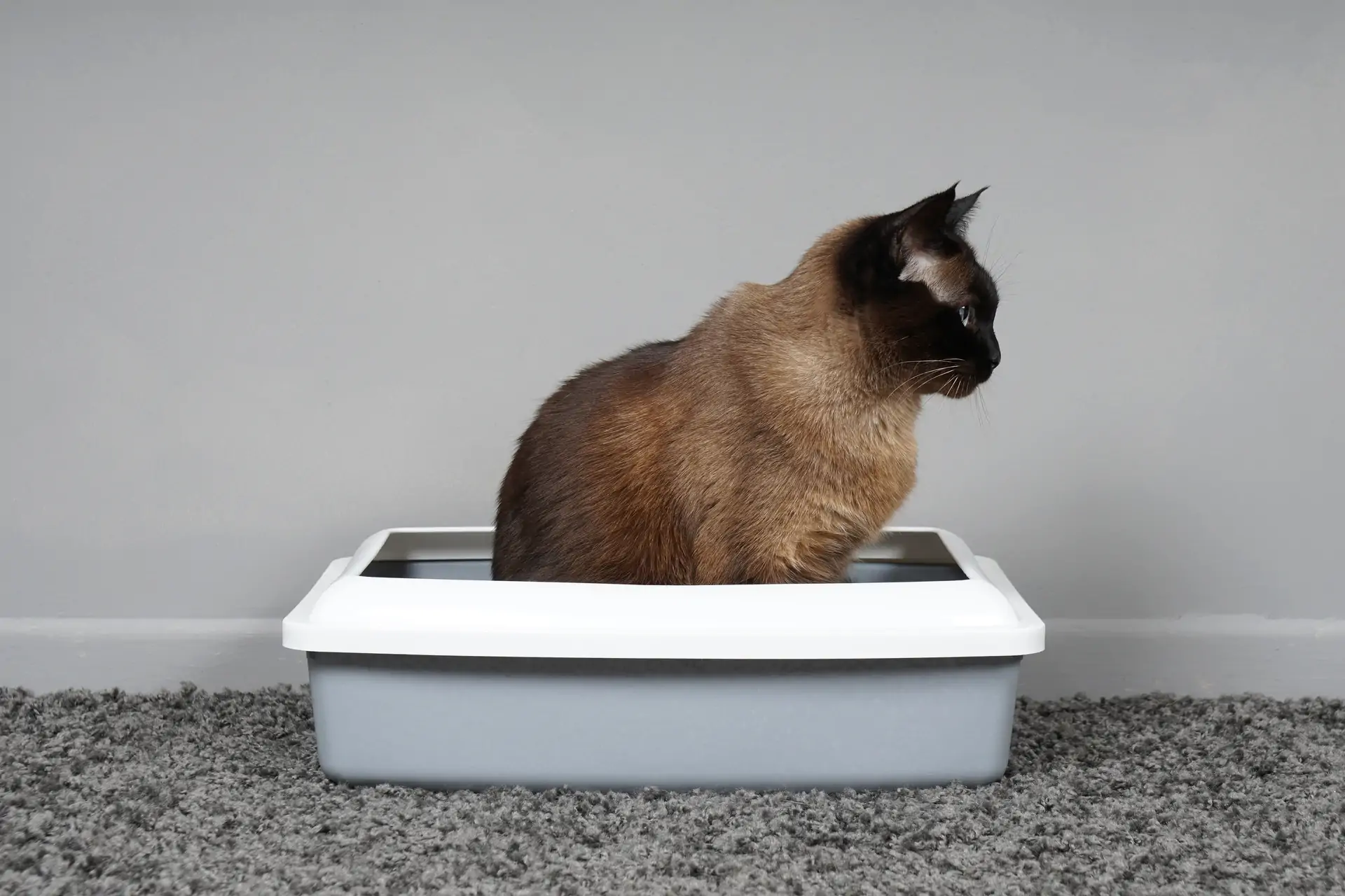 cat sitting in cats toilet