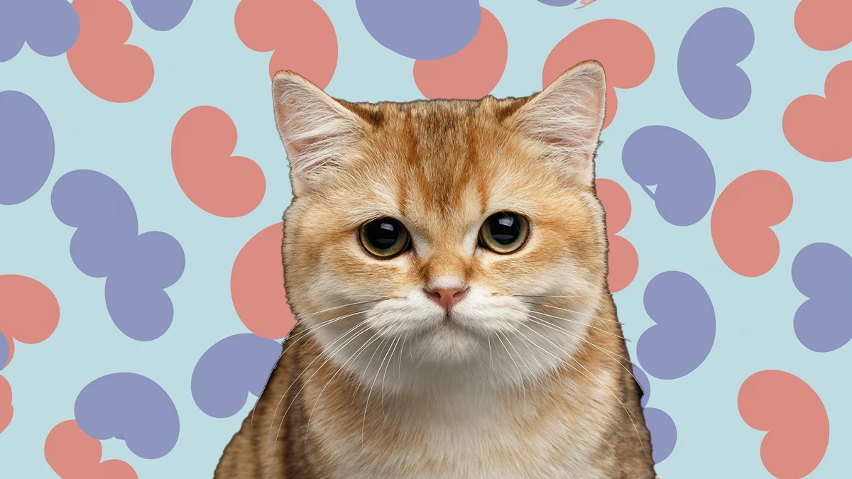 Хронічна ниркова недостатність у котів