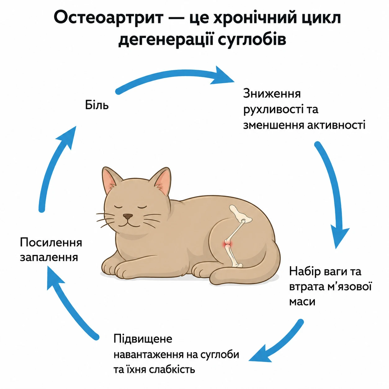Інфографіка: хронічний цикл розвитку остеоартриту у котів