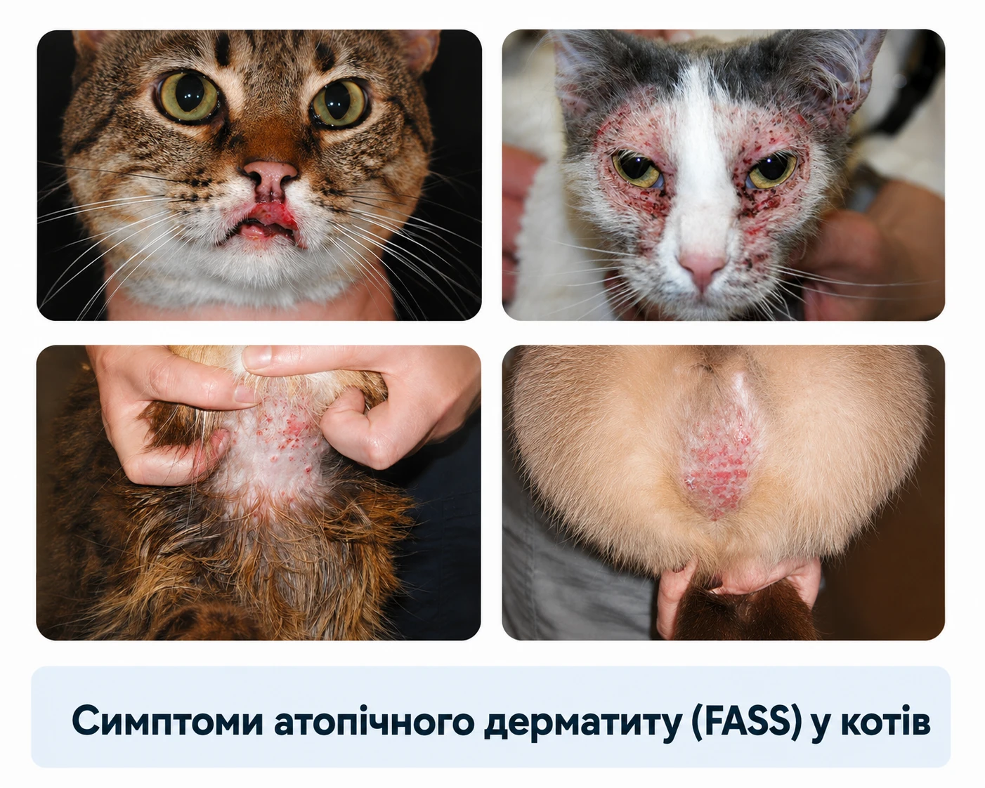 Реальні приклади симптомів атопічного дерматиту FASS у котів: безболісна виразка на губі, свербіж голови, самоіндукована алопеція на животі