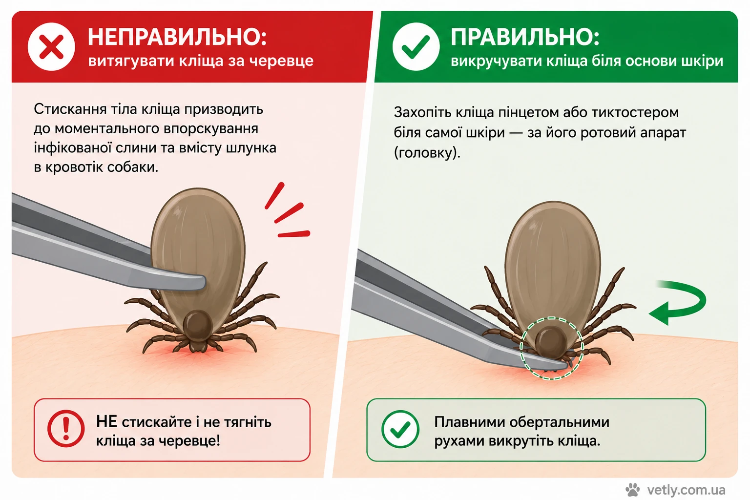 Ветеринарна інфографіка, яка показує як правильно та безпечно видалити іксодового кліща у собаки за допомогою пінцета біля основи шкіри